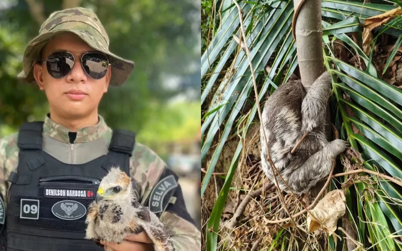 Guarda Municipal resgata três animais silvestres em Manaus