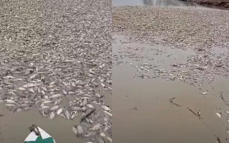 Mortandade de Peixes em Manacapuru: Seca Afeta Comunidade Local