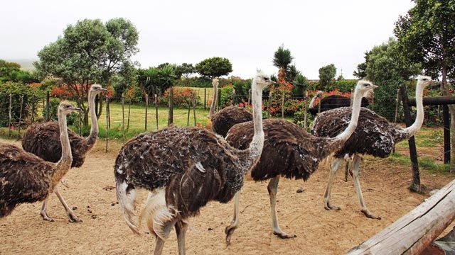 Inovação em Rondônia: óleo de avestruz vira suplemento alimentar
