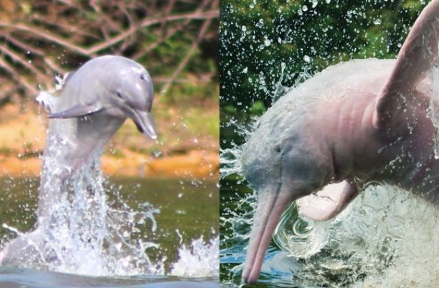 Monitoramento de botos é intensificado devido ao calor extremo na Amazônia