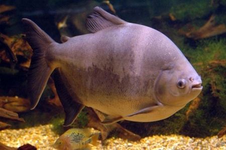 Reserva Biológica do Bailique é identificada como berçário de peixes