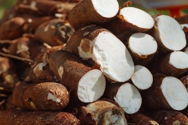 Seca em Roraima impacta produção de macaxeira e aumento de preços