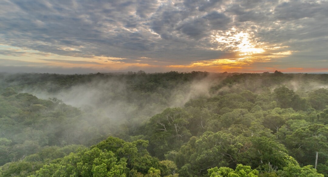 Inpa e Musa lançam exposição e livro sobre micodiversidade amazônica