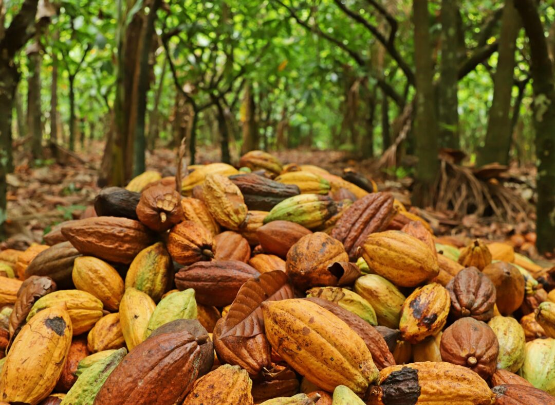 Pará se destaca como líder na produção de cacau no Brasil