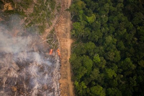 Desmatamento na Amazônia tem queda histórica de 41,8%, diz Inpe
