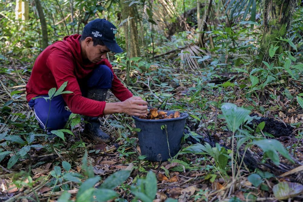 Estudo destaca a Amazônia no novo cenário geopolítico do século XXI