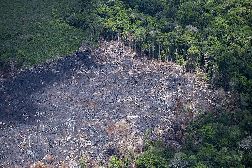 Desmatamento representa 71% das investigações ambientais no Amazonas