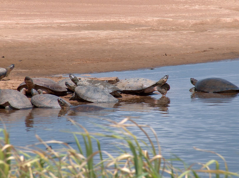Justiça Federal garante proteção a tartarugas no Rio Xingu, Pará