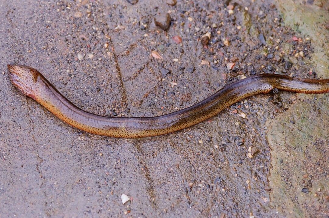 Desmatamento nas margens de riachos reduz diversidade de peixes no Acre