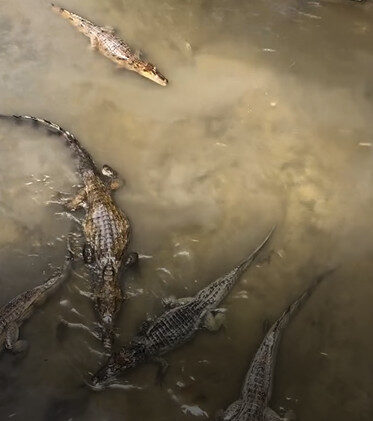 Mais de dez jacarés são avistados em igarapé de Manaus e surpreendem moradores