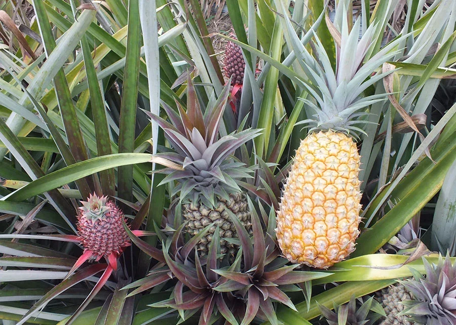 Novas cultivares de abacaxi são lançadas em Mato Grosso