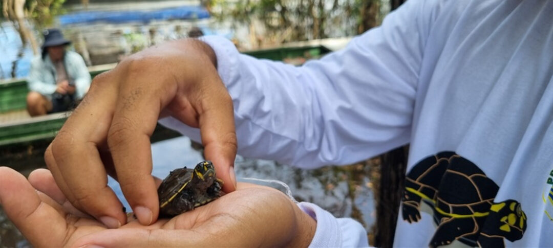 Mais de 10 mil filhotes de tracajás são soltos no Amazonas