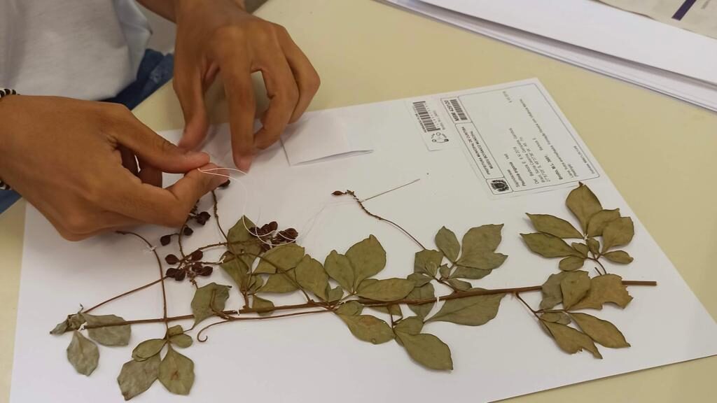 Entenda o que é um herbário e sua importância para a biodiversidade
