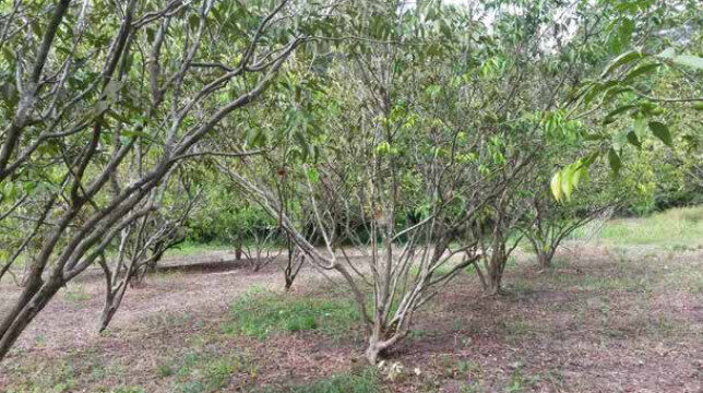 Superfrutas da Amazônia: Conheça o camu-camu, a campeã da vitamina C