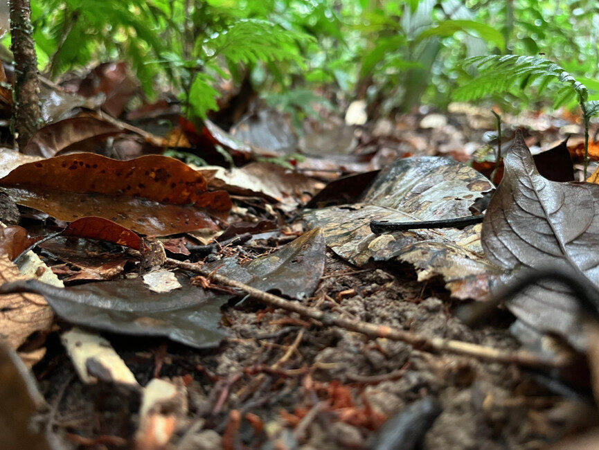 Plantas da Amazônia se Adaptam em Simulação de Mudanças Climáticas