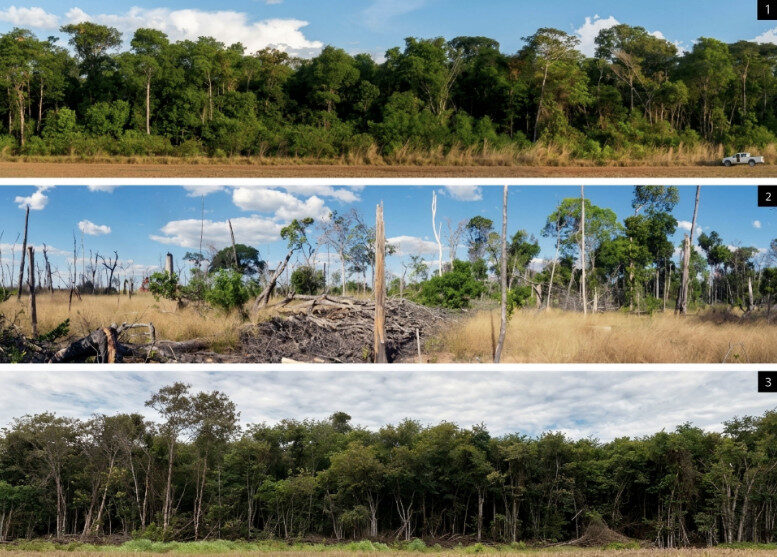 Amazônia se recupera das queimadas, mas efeitos permanecem