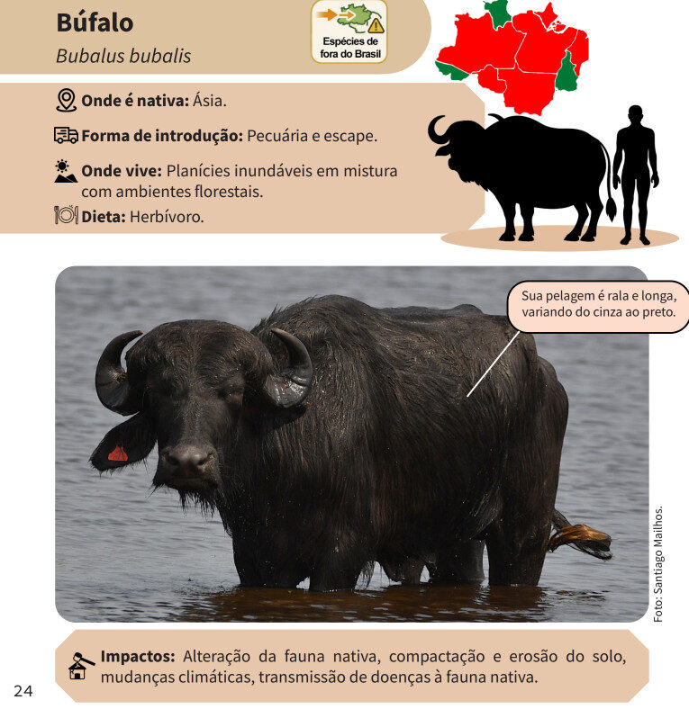 Novo guia identifica 141 espécies exóticas invasoras na Amazônia Legal