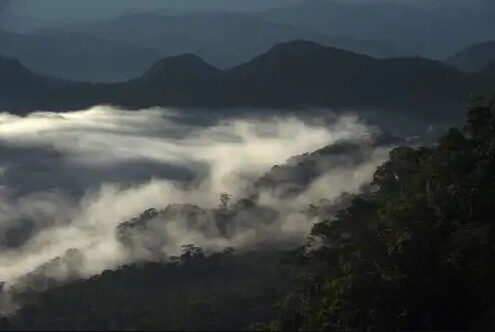 Mudanças climáticas levam espécies da Amazônia aos Andes peruanos