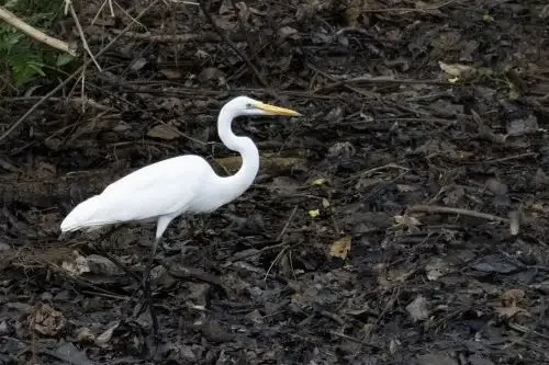 Peru lidera diversidade de aves com 1.879 espécies e 117 endêmicas