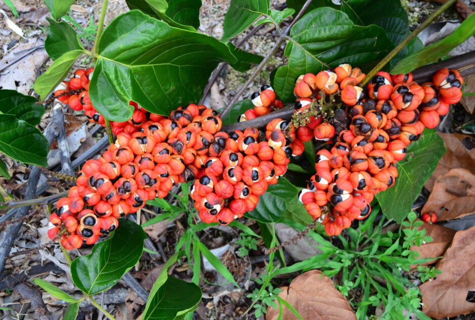 Guaraná: A Superfruta Amazônica Rica em Cafeína e Benefícios