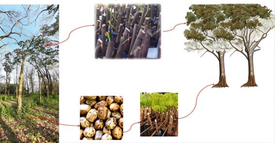 Estudo revela a importância do porta-enxerto na produção de látex de seringueiras