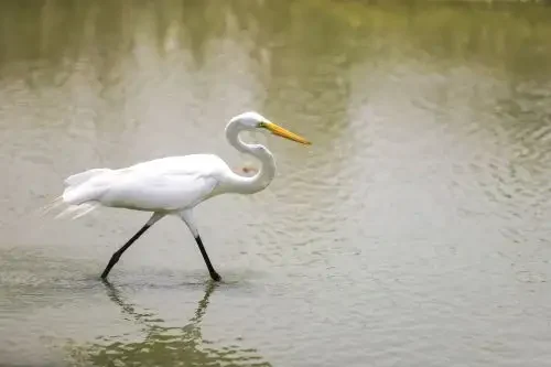 Dia Mundial das Aves Migratórias destaca importância do Peru para espécies