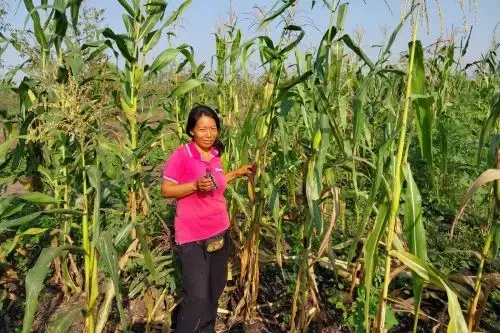 Milho roxo: uma fruta nativa que prospera na Amazônia