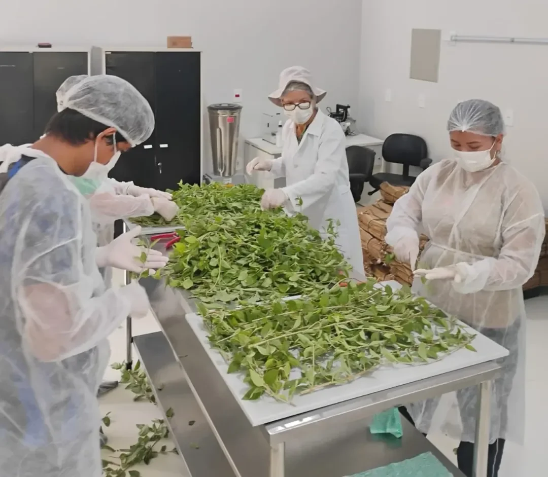 Projeto da Ufopa sobre plantas medicinais é aprovado pelo MS
