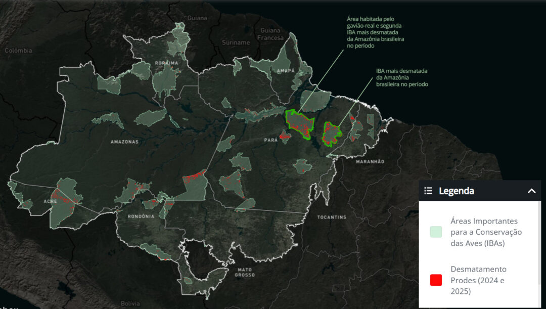 Amazônia perde 1,8 mil km² de refúgios para aves ameaçadas em dois anos