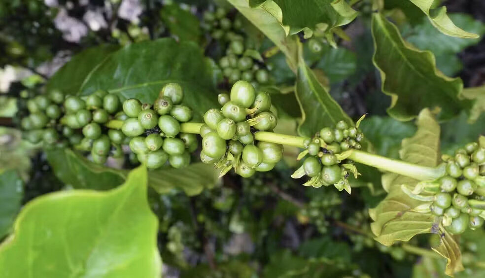 Café Robusta Amazônico de Roraima Promete Ampliar Mercados