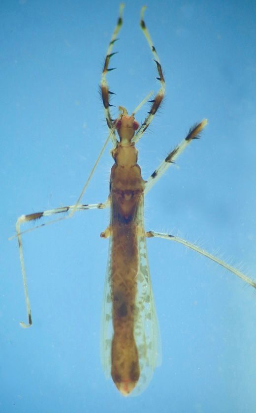 Percevejo raro é encontrado na Amazônia e é o 1º do gênero na América do Sul