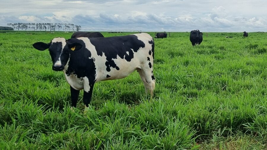 Vacas com genética adaptada triplicam produção de leite em Mato Grosso