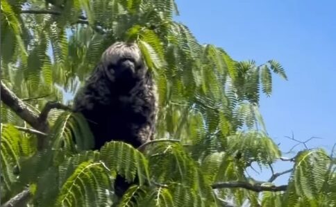 Pescador descobre macaco-velho em Rondônia e faz registro raro