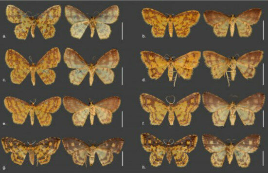 Quatro novas mariposas são descritas no Amazonas com nomes de orixás