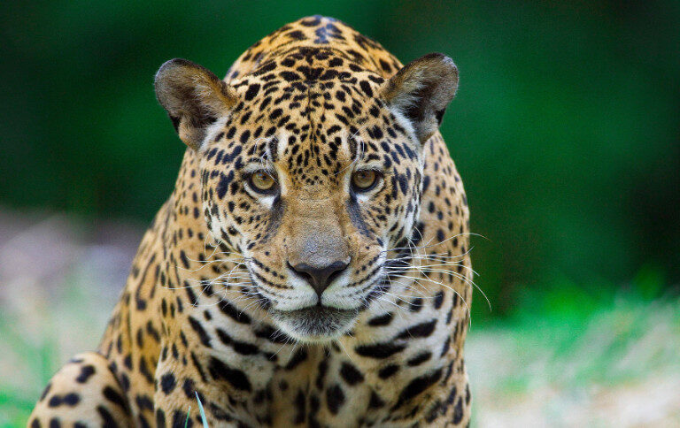 Estudo revela mudanças preocupantes na população de onças-pintadas na Amazônia