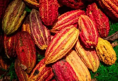 Agricultores de Villa Munichis aprendem técnicas orgânicas para cacau