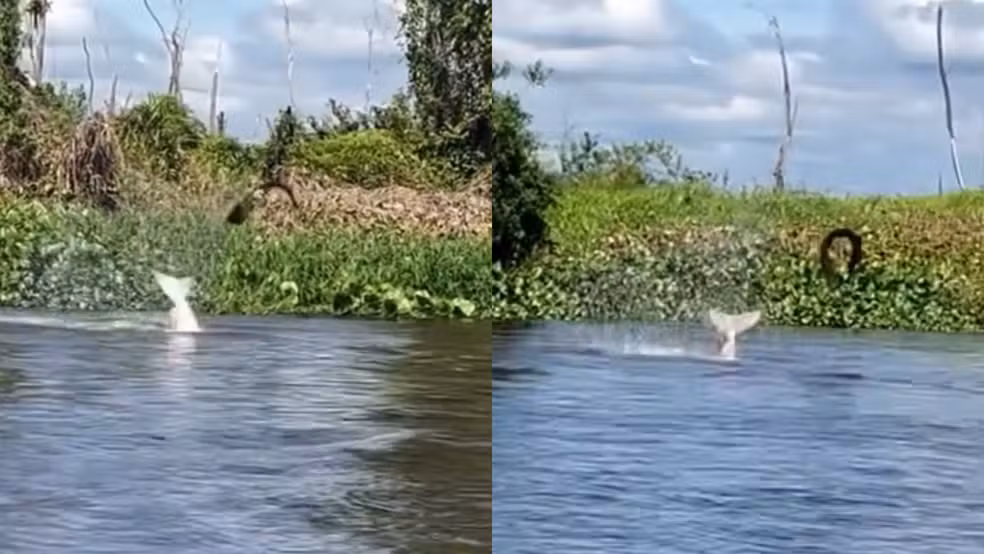 Boto Arremessa Peixe-Elétrico em Rio de Rondônia; Vídeo Viraliza
