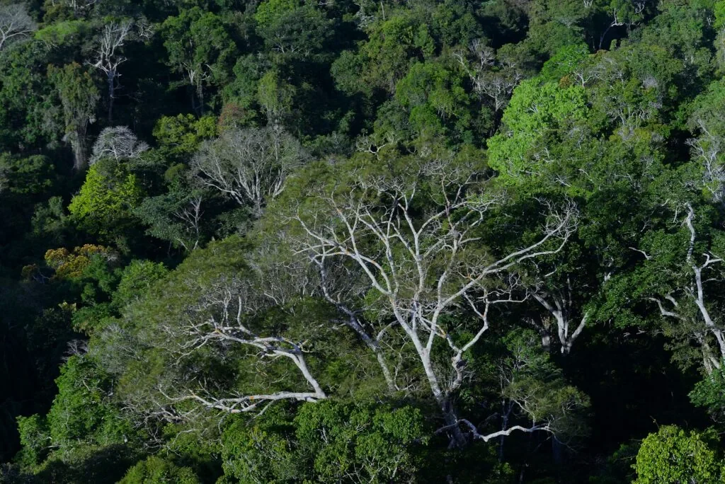 Estudo mostra que regeneração natural de florestas combate espécies invasoras