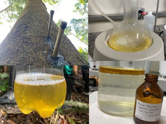 Copaíba-amazônica se destaca como alternativa natural contra carrapatos bovinos
