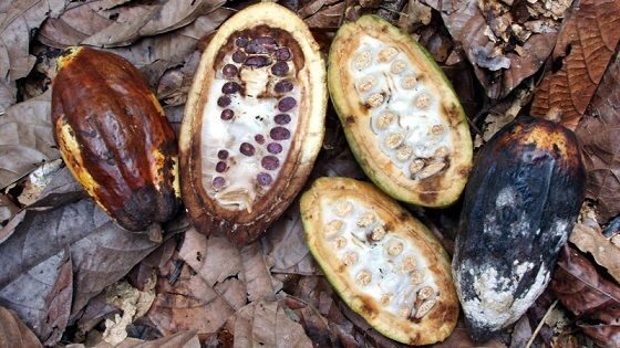 Emergência fitossanitária é prorrogada no Acre e abrange outros estados