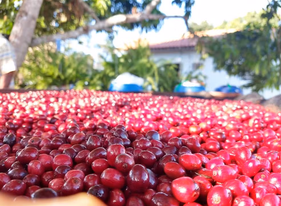 Cafés Amazônicos se Destacam em Competição Nacional de Cafés Especiais