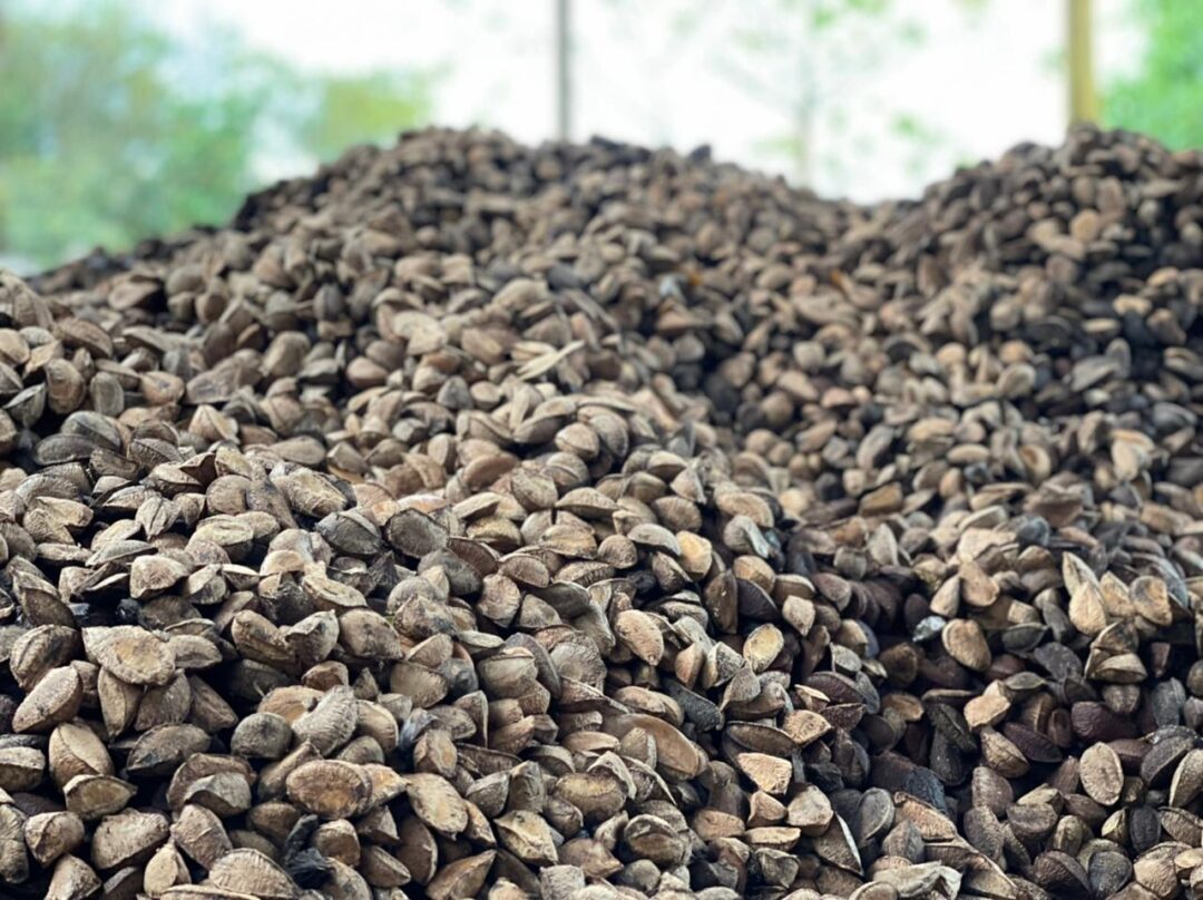 Avanços e Desafios da Bioeconomia na Amazônia São Mapeados em Novo Estudo