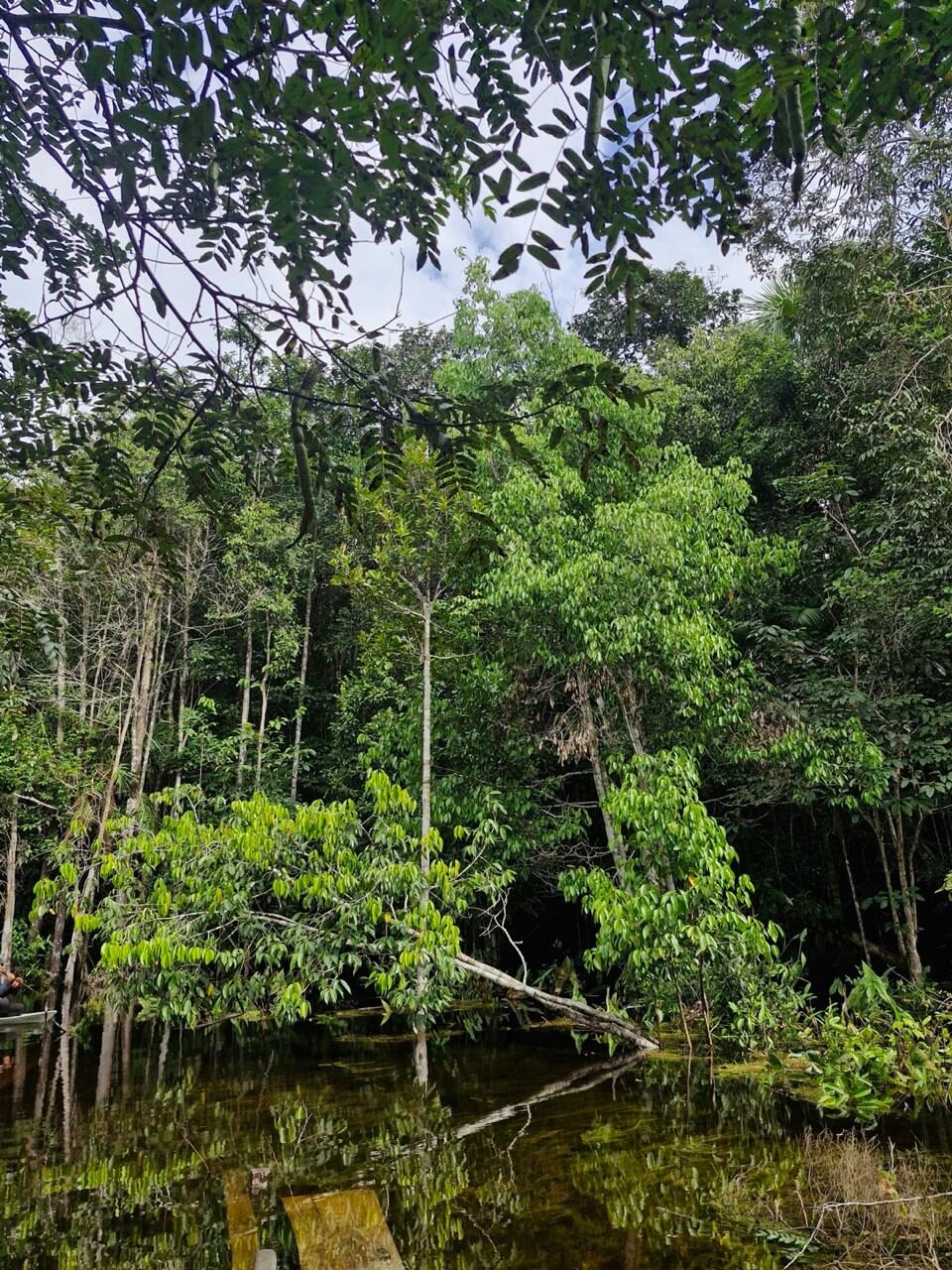 Puxuri: a árvore aromática da Amazônia com grande potencial econômico