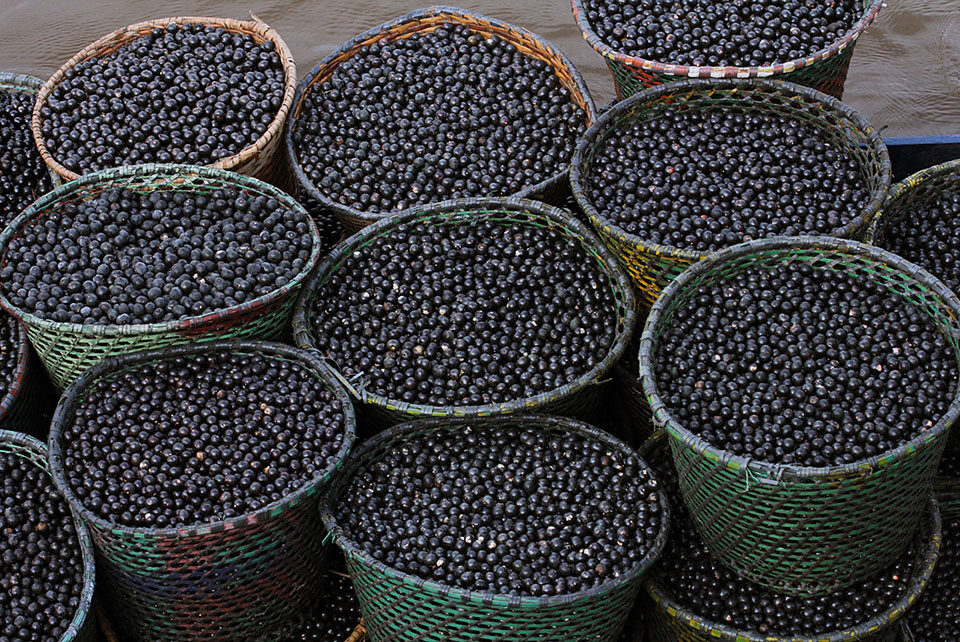 Açaí de Roraima pode receber selo de Indicação Geográfica para valorização
