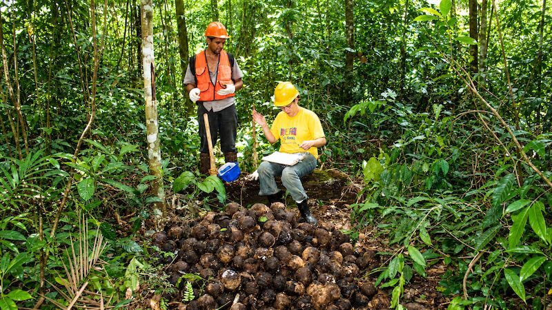 Castanha-da-Amazônia de indígenas em Rondônia recebe pagamento ambiental