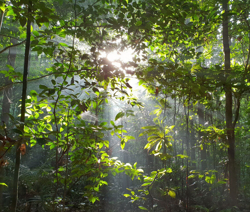 Territórios Tradicionais agora podem acessar o Floresta+ Amazônia