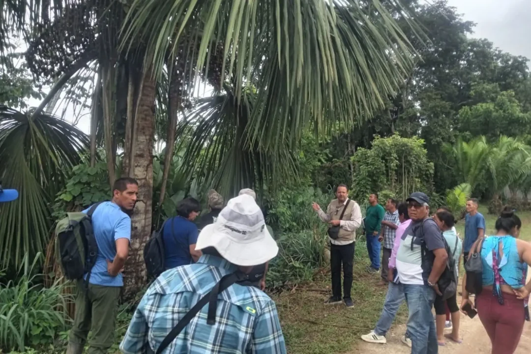 Pesquisadores peruanos promovem colheita sustentável do buriti