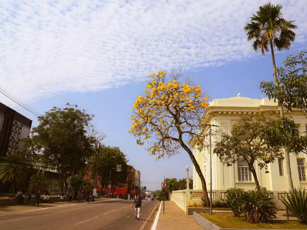 A Floração dos Ipês e Suas Implicações Ambientais em Belém