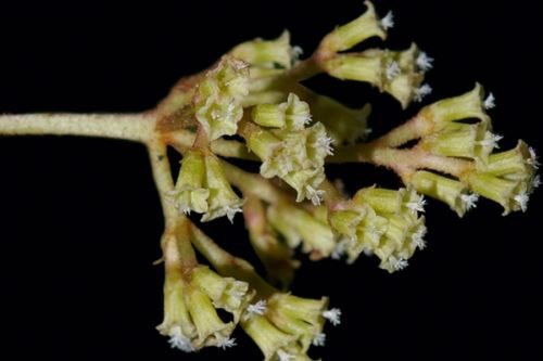 Descoberta de nova espécie de árvore no Peru é marco científico