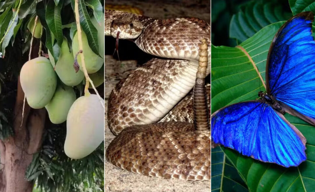 Petrobras nomeia poços no Amapá com inspirações da fauna e flora local